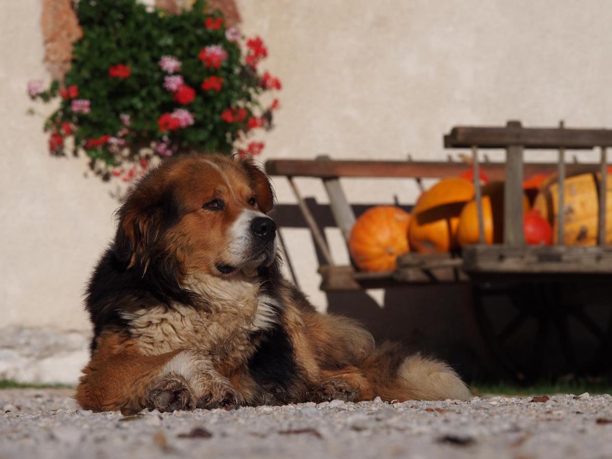 Tourist Farm Senkova Domacija Villa Zgornje Jezersko Kültér fotó