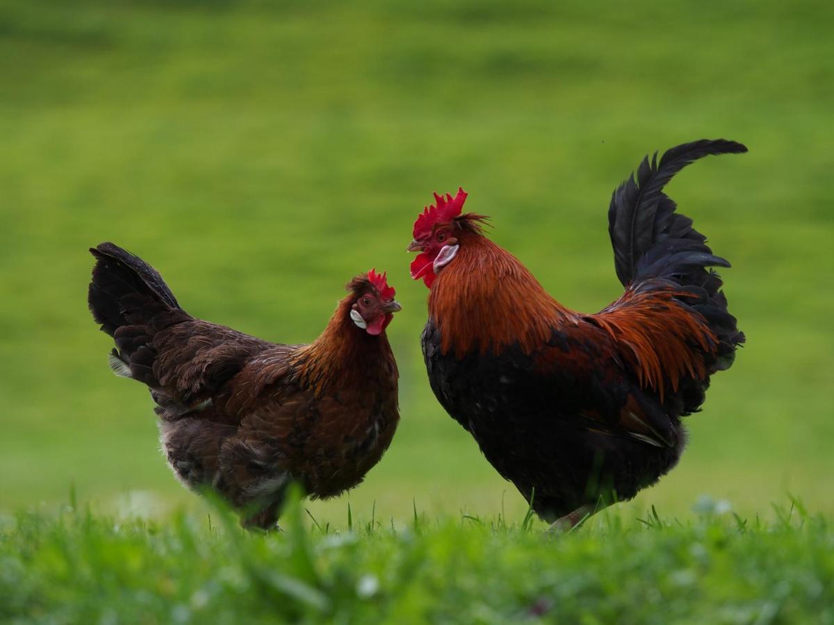 Tourist Farm Senkova Domacija Villa Zgornje Jezersko Kültér fotó